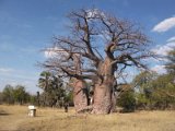 baobab region Tsumeb